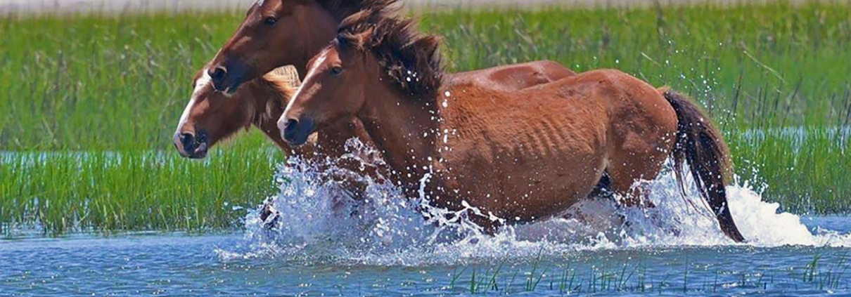 Beau Coast Wild Horses