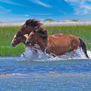 Beau Coast Wild Horses