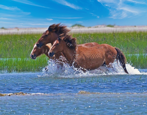 Beau Coast Wild Horses